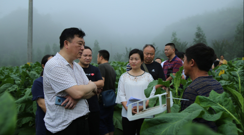 19（19 胡 网 0723 际恒）稿八：宜宾兴文县人大常委会主任陈凡到仙峰苗族乡开展集中视察配图    图三：视察产业发展.jpg