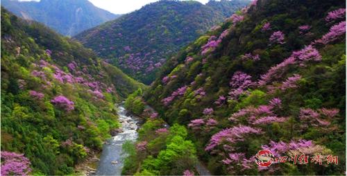 04（网）青川：一部手机游青川 智慧旅游助力创建天府旅游名县配图   唐家河紫荆花海.jpg